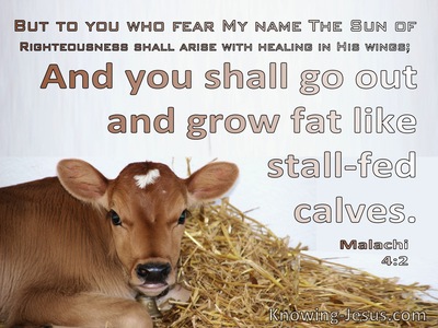Malachi 4:2 You Shall Grow Fat Like Stall:Fed Calves (brown)